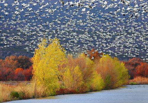 Snow Geese and Fall Colors